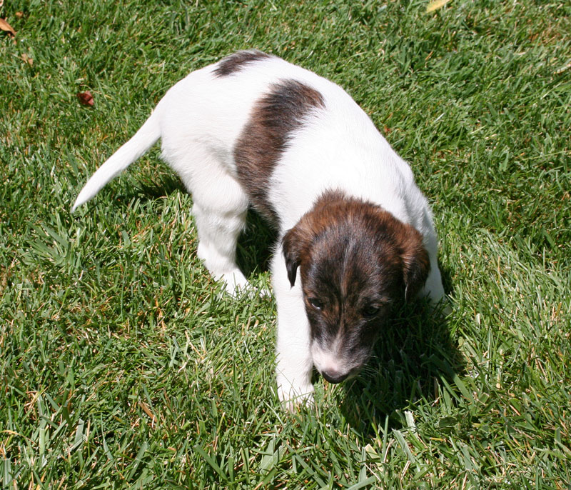 Surf Spots Litter - Girl 1 Grass